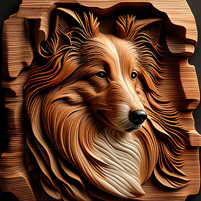 st Sheltie dog